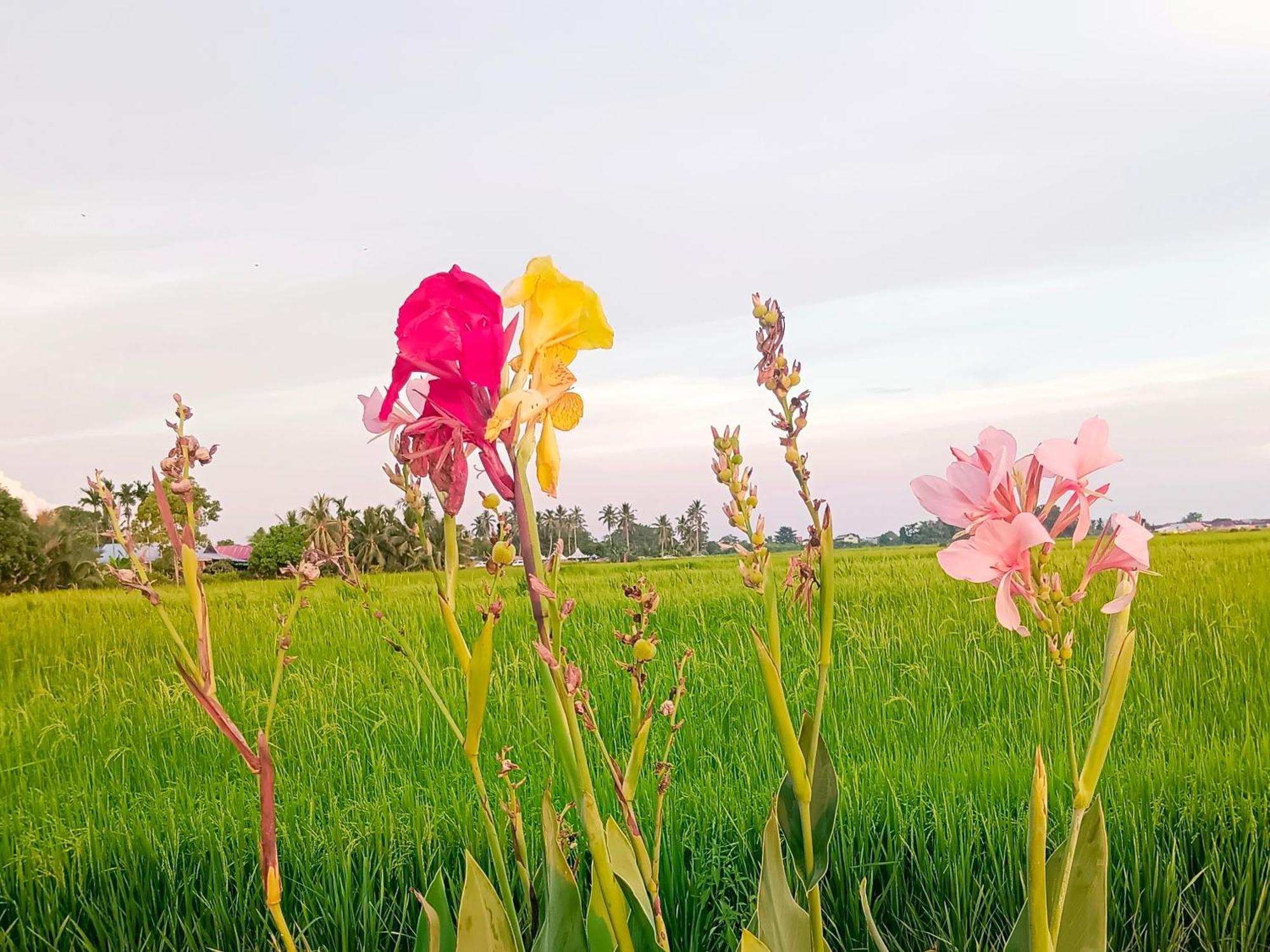 Kurau Inn Farmstay Kuala Kurau Extérieur photo